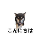 柴犬 デカ文字毎日 フェル 黒柴 可愛9（個別スタンプ：8）