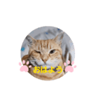 片眼のジャック君（個別スタンプ：1）
