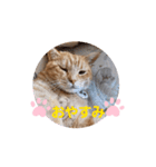 片眼のジャック君（個別スタンプ：7）