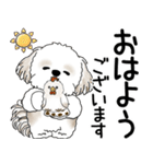 シーズー犬 2025 「飛び出す」よく使う言葉（個別スタンプ：1）