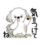 シーズー犬 2025 「飛び出す」よく使う言葉（個別スタンプ：7）