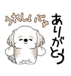 シーズー犬 2025 「飛び出す」よく使う言葉（個別スタンプ：17）