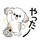 シーズー犬 2025 「飛び出す」よく使う言葉（個別スタンプ：19）