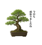 盆栽スタンプ【和風＆自然】72（個別スタンプ：12）