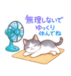 猫のつめあわせ【夏2】（個別スタンプ：34）
