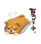 豆柴んず♡夏スタンプ（個別スタンプ：14）