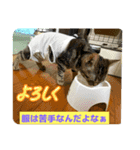 まんが猫#あいさつ#猫（個別スタンプ：1）