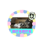 まんが猫#あいさつ#猫（個別スタンプ：3）