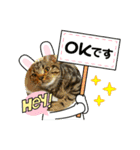 まんが猫#あいさつ#猫（個別スタンプ：5）