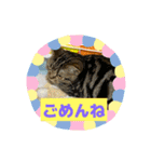 まんが猫#あいさつ#猫（個別スタンプ：6）