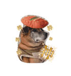優しい老犬チョコじいさん（個別スタンプ：2）