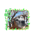 優しい老犬チョコじいさん（個別スタンプ：3）