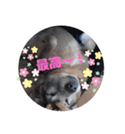 優しい老犬チョコじいさん（個別スタンプ：4）