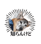 優しい老犬チョコじいさん（個別スタンプ：6）