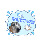 優しい老犬チョコじいさん（個別スタンプ：8）
