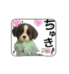 子犬:アニメーション①（個別スタンプ：3）