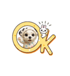子犬:アニメーション①（個別スタンプ：7）