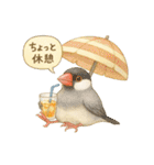 夏だ！文鳥とオカメの涼スタンプ（個別スタンプ：3）