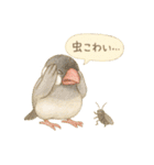 夏だ！文鳥とオカメの涼スタンプ（個別スタンプ：9）