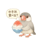 夏だ！文鳥とオカメの涼スタンプ（個別スタンプ：20）
