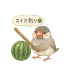 夏だ！文鳥とオカメの涼スタンプ（個別スタンプ：22）