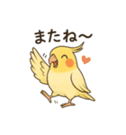 インコのスタンプ(日常使い)（個別スタンプ：13）