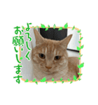 ちゃぴもかすみこ第5弾（個別スタンプ：2）
