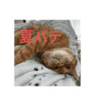 ちゃぴもかすみこ第5弾（個別スタンプ：16）