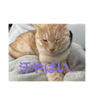 ちゃぴもかすみこ第5弾（個別スタンプ：17）