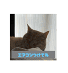 ちゃぴもかすみこ第5弾（個別スタンプ：20）