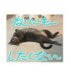ちゃぴもかすみこ第5弾（個別スタンプ：21）