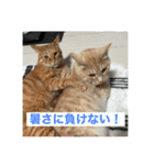 ちゃぴもかすみこ第5弾（個別スタンプ：24）