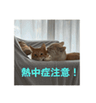 ちゃぴもかすみこ第5弾（個別スタンプ：25）