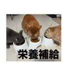 ちゃぴもかすみこ第5弾（個別スタンプ：26）