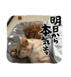 ちゃぴもかすみこ第5弾（個別スタンプ：31）