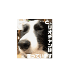 うごくぞ！りおえりじぇりっかぷん（個別スタンプ：1）