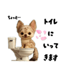 AIチワワのらんちゃんシンプルスタンプ①（個別スタンプ：27）