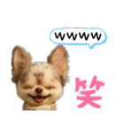 AIチワワのらんちゃんシンプルスタンプ①（個別スタンプ：36）