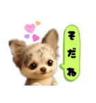AIチワワのらんちゃんシンプルスタンプ①（個別スタンプ：38）