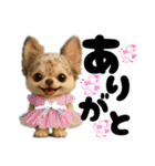 AIチワワのらんちゃんシンプルスタンプ②（個別スタンプ：1）
