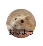 kハムちゃんず（個別スタンプ：2）
