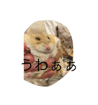 kハムちゃんず（個別スタンプ：3）