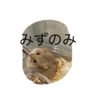 kハムちゃんず（個別スタンプ：4）
