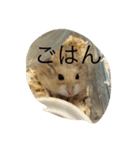 kハムちゃんず（個別スタンプ：9）