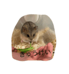 kハムちゃんず（個別スタンプ：10）