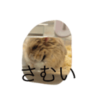 kハムちゃんず（個別スタンプ：11）