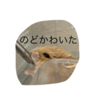 kハムちゃんず（個別スタンプ：12）