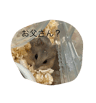 kハムちゃんず（個別スタンプ：13）