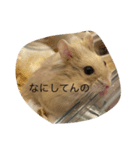 kハムちゃんず（個別スタンプ：14）