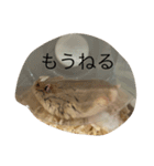 kハムちゃんず（個別スタンプ：15）